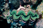 高知県沖の島ダイビング　ヒレシャコ貝