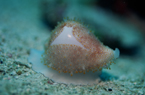 高知県沖の島ダイビング　クチムラサキウミウサギ貝