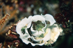 高知県沖の島ダイビング　白バラ