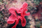 高知県沖の島ダイビング　赤バラ