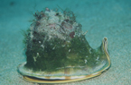 高知県沖の島ダイビング　トウカムリ貝